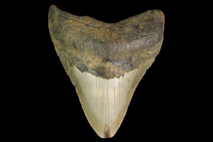 Fossil Megalodon Tooth - North Carolina #147777